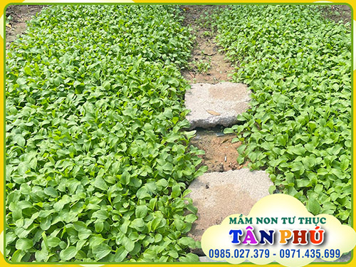 Vườn của bé